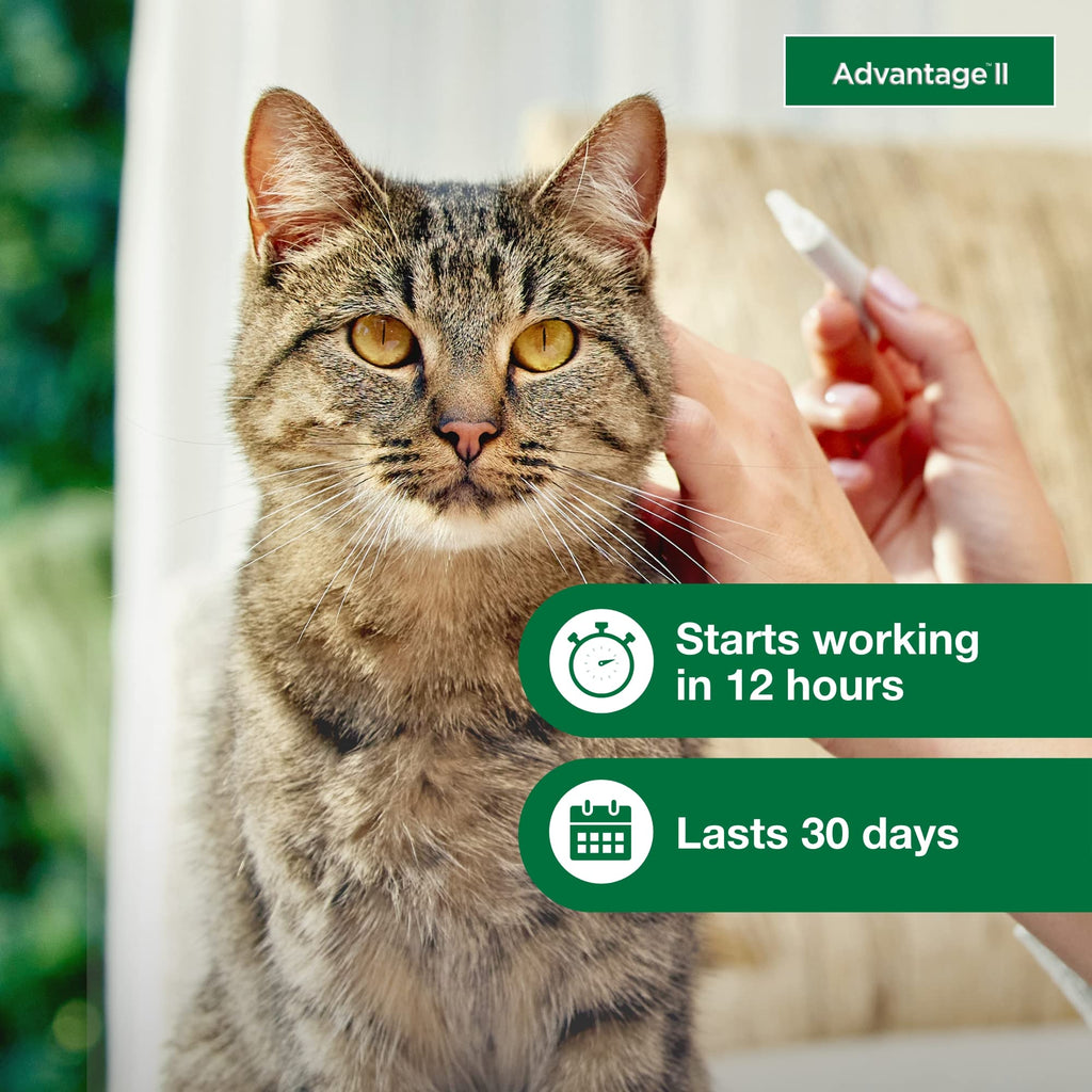 Advantage II Large Cat Vet-Recommended Flea Treatment & Prevention | Cats Over 9 lbs. | 6-Month Supply-UPStoxs