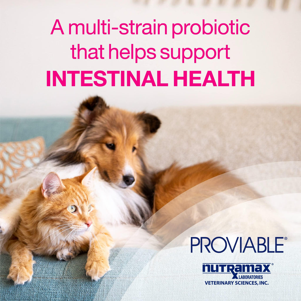 Proviable Digestive Health Supplement Multi-Strain Probiotics and Prebiotics for Cats and Dogs - with 7 Strains of Bacteria, 80 Capsules-UPStoxs